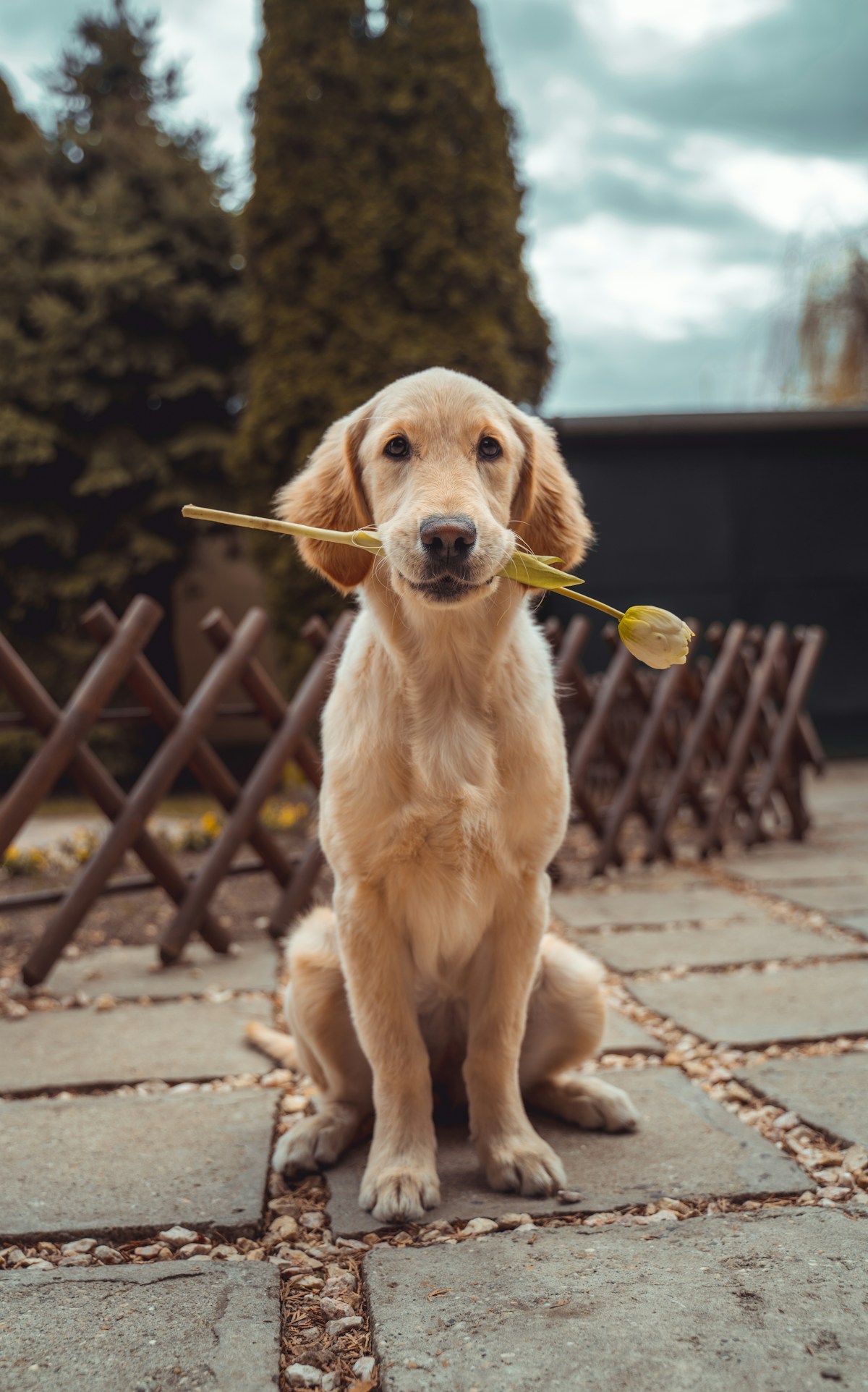 A golden retriever resting in the grass, ready to become your first coloring page